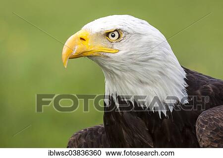 "Bald Eagle (Haliaeetus leucocephalus), native to North America, captive, Germany, Europe" View Large Photo Image Stock Image - "Bald Eagle (Haliaeetus leucocephalus), native to North America, captive, Germany, Europe". Fotosearch