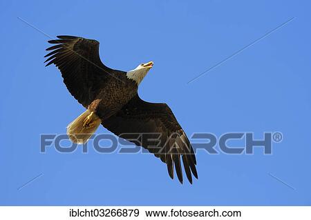 "Bald Eagle (Haliaeetus leucocephalus) in flight, Florida, United States, North America" View Large Photo Image Stock Photo - "Bald Eagle (Haliaeetus leucocephalus) in flight, Florida, United States, North America". Fotosearch