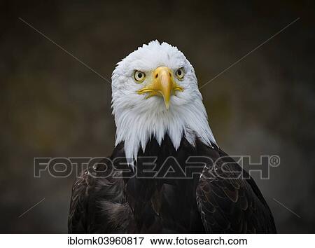 "Bald Eagle (Haliaeetus leucocephalus), falconry at Schloss Rosenburg Castle, Altmuhltal, Bavaria, Germany, Europe" View Large Photo Image Stock Photo - "Bald Eagle (Haliaeetus leucocephalus), falconry at Schloss Rosenburg Castle, Altmuhltal, Bavaria, Germany, Europe". Fotosearch