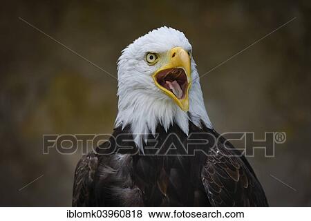 "Bald Eagle (Haliaeetus leucocephalus), falconry at Schloss Rosenburg Castle, Altmuhltal, Bavaria, Germany, Europe" View Large Photo Image Stock Photo - "Bald Eagle (Haliaeetus leucocephalus), falconry at Schloss Rosenburg Castle, Altmuhltal, Bavaria, Germany, Europe". Fotosearch