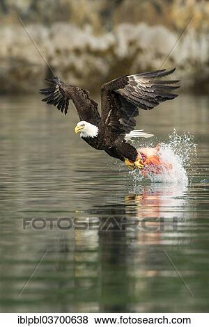 "Bald Eagle (Haliaeetus leucocephalus) carrying a fish, Prince William Sound, near Anchorage, Alaska, United States, North America" View Large Photo Image Stock Photo - "Bald Eagle (Haliaeetus leucocephalus) carrying a fish, Prince William Sound, near Anchorage, Alaska, United States, North America". Fotosearch