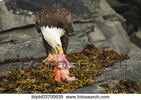 Stock Photo - "Bald Eagle (Haliaeetus leucocephalus) feeding on a fish, Prince William Sound, near Anchorage, Alaska, United States, North America". Fotosearch