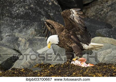"Bald Eagle (Haliaeetus leucocephalus) with a fish, Prince William Sound, near Anchorage, Alaska, United States, North America" View Large Photo Image Stock Photo - "Bald Eagle (Haliaeetus leucocephalus) with a fish, Prince William Sound, near Anchorage, Alaska, United States, North America". Fotosearch