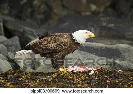 "Bald Eagle (Haliaeetus leucocephalus) with a fish, Prince William Sound, near Anchorage, Alaska, United States, North America" View Large Photo Image Stock Photo - "Bald Eagle (Haliaeetus leucocephalus) with a fish, Prince William Sound, near Anchorage, Alaska, United States, North America". Fotosearch