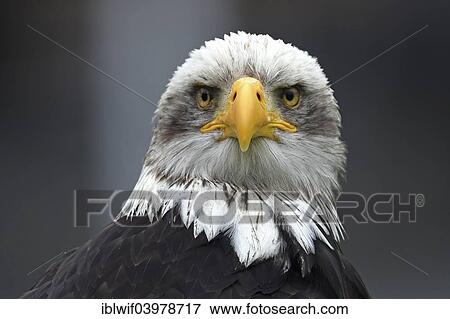 "Bald Eagle (Haliaeetus leucocephalus), Bavaria, Germany, Europe" View Large Photo Image Stock Photo - "Bald Eagle (Haliaeetus leucocephalus), Bavaria, Germany, Europe". Fotosearch