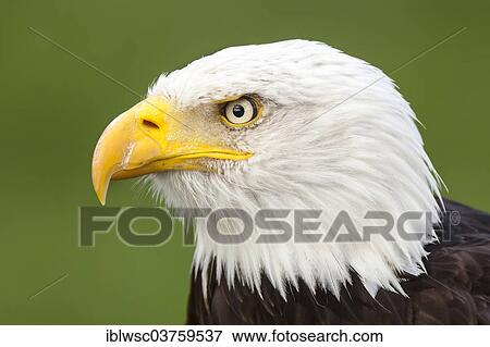 Stock Photo - "Bald Eagle (Haliaeetus leucocephalus), portrait, captive, Saarland, Germany, Europe". Fotosearch