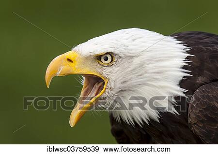 "Bald Eagle (Haliaeetus leucocephalus), portrait, captive, Saarland, Germany, Europe" View Large Photo Image Stock Photo - "Bald Eagle (Haliaeetus leucocephalus), portrait, captive, Saarland, Germany, Europe". Fotosearch
