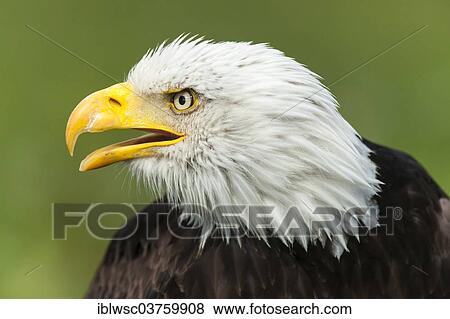 "Bald Eagle (Haliaeetus leucocephalus), portrait, captive, Saarland, Germany, Europe" View Large Photo Image Stock Photo - "Bald Eagle (Haliaeetus leucocephalus), portrait, captive, Saarland, Germany, Europe". Fotosearch
