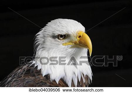 "Bald Eagle (Haliaeetus leucocephalus), native to North America, captive, Germany, Europe" View Large Photo Image Stock Photograph - "Bald Eagle (Haliaeetus leucocephalus), native to North America, captive, Germany, Europe". Fotosearch