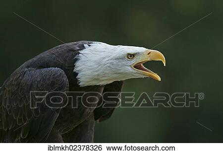 "Bald Eagle (Haliaeetus leucocephalus), captive, Hesse, Germany, Europe" View Large Photo Image Stock Photograph - "Bald Eagle (Haliaeetus leucocephalus), captive, Hesse, Germany, Europe". Fotosearch