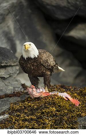 "Bald Eagle (Haliaeetus leucocephalus) with a fish, Prince William Sound, near Anchorage, Alaska, United States, North America" View Large Photo Image Stock Photograph - "Bald Eagle (Haliaeetus leucocephalus) with a fish, Prince William Sound, near Anchorage, Alaska, United States, North America". Fotosearch