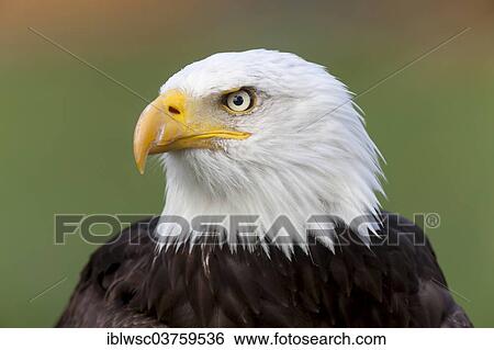 Stock Photograph - "Bald Eagle (Haliaeetus leucocephalus), portrait, captive, Saarland, Germany, Europe". Fotosearch