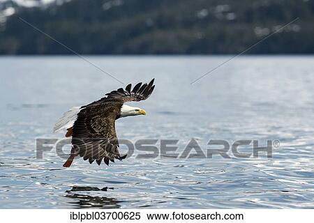 "Bald Eagle (Haliaeetus leucocephalus), Prince William Sound, near Anchorage, Alaska, United States, North America" View Large Photo Image Stock Photography - "Bald Eagle (Haliaeetus leucocephalus), Prince William Sound, near Anchorage, Alaska, United States, North America". Fotosearch