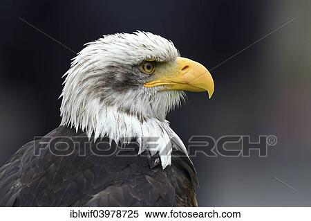 "Bald Eagle (Haliaeetus leucocephalus), Bavaria, Germany, Europe" View Large Photo Image Stock Photography - "Bald Eagle (Haliaeetus leucocephalus), Bavaria, Germany, Europe". Fotosearch