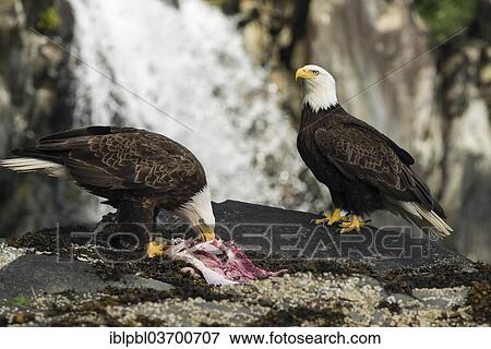 "Bald Eagles (Haliaeetus leucocephalus) feeding on a fish, Prince William Sound, near Anchorage, Alaska, United States, North America" View Large Photo Image Stock Photo - "Bald Eagles (Haliaeetus leucocephalus) feeding on a fish, Prince William Sound, near Anchorage, Alaska, United States, North America". Fotosearch