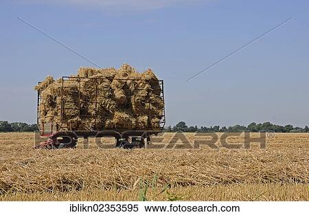 "Bales of harvested grain on a wagon on a stubble field, Schleswig-Holstein, Germany, Europe" View Large Photo Image Stock Photography - "Bales of harvested grain on a wagon on a stubble field, Schleswig-Holstein, Germany, Europe". Fotosearch