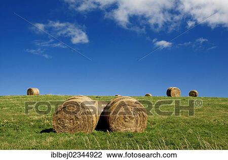 "Bales of straw, Auvergne, France, Europe" View Large Photo Image Stock Image - "Bales of straw, Auvergne, France, Europe". Fotosearch