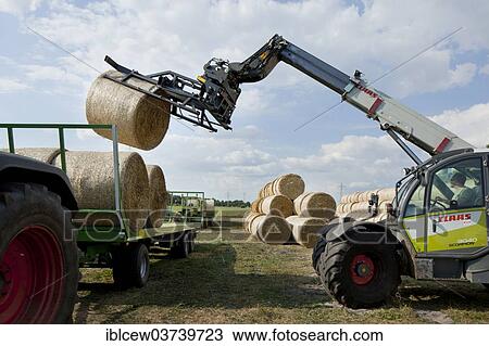 "Bales of straw being loaded onto a trailer, Schleswig-Holstein, Germany, Europe" View Large Photo Image Stock Image - "Bales of straw being loaded onto a trailer, Schleswig-Holstein, Germany, Europe". Fotosearch