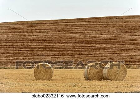"Bales of straw, harvested wheat fields, landscape south of Pienza, Tuscany, Italy, Europe, PublicGround, Europe" View Large Photo Image Stock Photograph - "Bales of straw, harvested wheat fields, landscape south of Pienza, Tuscany, Italy, Europe, PublicGround, Europe". Fotosearch