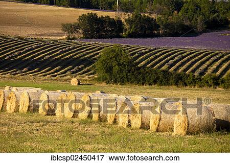 Stock Photo - "Bales of straw in front of blooming field of Lavender (Lavandula angustifolia), near Sault and Aurel, in the Chemin des Lavandes, Provence-Alpes-Cote d'Azur, Southern France, France, Europe, PublicGround, Europe". Fotosearch