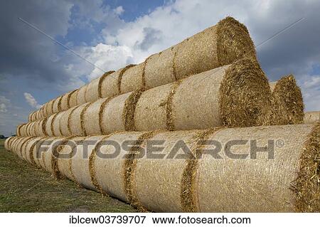 "Bales of straw, Schleswig-Holstein, Germany, Europe" View Large Photo Image Stock Photo - "Bales of straw, Schleswig-Holstein, Germany, Europe". Fotosearch