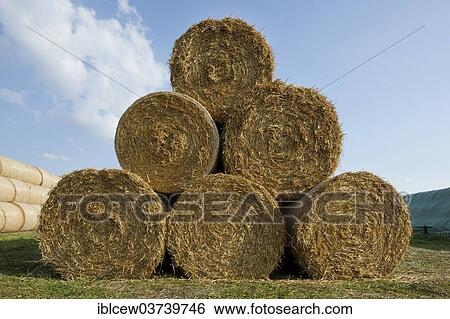 "Bales of straw, Schleswig-Holstein, Germany, Europe" View Large Photo Image Stock Photograph - "Bales of straw, Schleswig-Holstein, Germany, Europe". Fotosearch