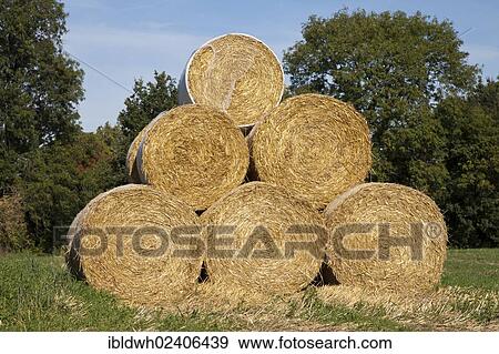 "Bales of straw stacked on a field, Kamen, Ruhr area, North Rhine-Westphalia, Germany, Europe, PublicGround, Europe" View Large Photo Image Stock Photo - "Bales of straw stacked on a field, Kamen, Ruhr area, North Rhine-Westphalia, Germany, Europe, PublicGround, Europe". Fotosearch