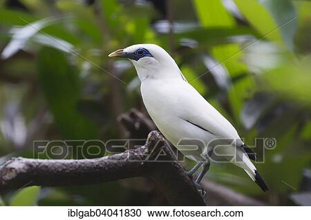 "Bali Starling (Leucopsar rothschildi), Bali Bird Park, Bali, Indonesia, Asia" View Large Photo Image Stock Image - "Bali Starling (Leucopsar rothschildi), Bali Bird Park, Bali, Indonesia, Asia". Fotosearch