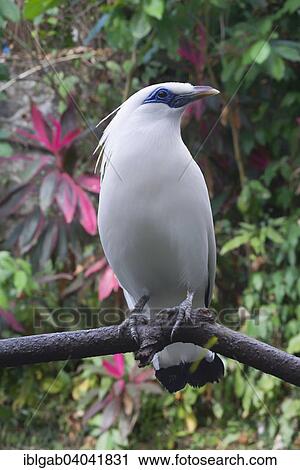 "Bali Starling (Leucopsar rothschildi), Bali Bird Park, Bali, Indonesia, Asia" View Large Photo Image Stock Image - "Bali Starling (Leucopsar rothschildi), Bali Bird Park, Bali, Indonesia, Asia". Fotosearch