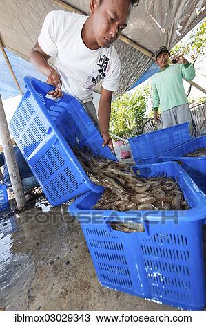 "Balinese men in a shrimp farm sorting freshly caught shrimp into baskets for further transportation, Batang, Labasari, Bali, Indonesia, Asia" View Large Photo Image Stock Image - "Balinese men in a shrimp farm sorting freshly caught shrimp into baskets for further transportation, Batang, Labasari, Bali, Indonesia, Asia". Fotosearch