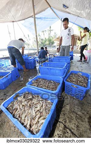"Balinese people in a shrimp farm sorting freshly caught shrimp into baskets for further transportation, Batang, Labasari, Bali, Indonesia, Asia" View Large Photo Image Stock Image - "Balinese people in a shrimp farm sorting freshly caught shrimp into baskets for further transportation, Batang, Labasari, Bali, Indonesia, Asia". Fotosearch