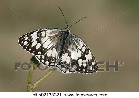 Stock Image - "Balkan Marbled White (Melanargia larissa), adult, resting on seedhead, Lesbos, Greece, Europe". Fotosearch