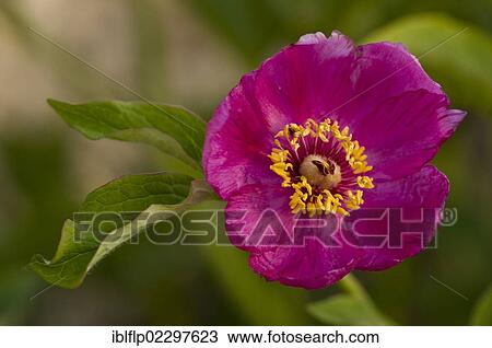 "Balkan Paeony (Paeonia mascula), close-up of flower, England, United Kingdom, Europe" View Large Photo Image Stock Image - "Balkan Paeony (Paeonia mascula), close-up of flower, England, United Kingdom, Europe". Fotosearch