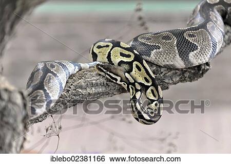 "Ball Python or Royal Python (Python regius), native to West Africa, Terrazoo, North Rhine-Westphalia, Germany, Europe" View Large Photo Image Stock Photograph - "Ball Python or Royal Python (Python regius), native to West Africa, Terrazoo, North Rhine-Westphalia, Germany, Europe". Fotosearch