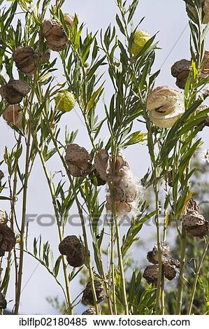 "Balloon Milkwood (Gomphocarpus physocarpus), opening pods with seeds, Kirstenbosch National Botanical Garden, Cape Town, Western Cape, South Africa, Africa" View Large Photo Image Stock Photography - "Balloon Milkwood (Gomphocarpus physocarpus), opening pods with seeds, Kirstenbosch National Botanical Garden, Cape Town, Western Cape, South Africa, Africa". Fotosearch