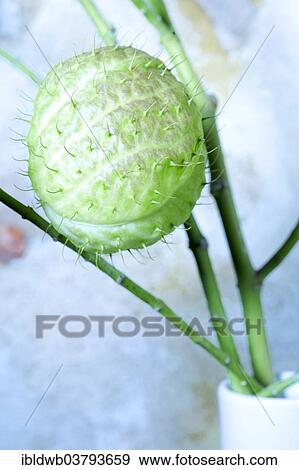Stock Photo - Balloon plant (Gomphocarpus physocarpus) in vase. Fotosearch