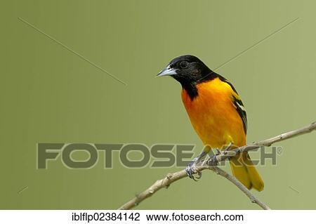 "Baltimore Oriole (Icterus galbula), adult male, perched on twig, South Padre Island, Texas, United States, North America" View Large Photo Image Stock Image - "Baltimore Oriole (Icterus galbula), adult male, perched on twig, South Padre Island, Texas, United States, North America". Fotosearch