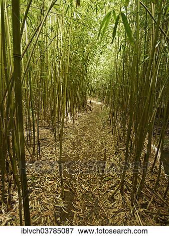 "Bamboo Forest, Maui, Hawaii, USA" View Large Photo Image Stock Photo - "Bamboo Forest, Maui, Hawaii, USA". Fotosearch