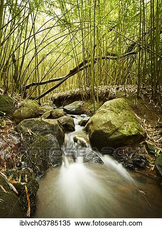 "Bamboo Forest, Maui, Hawaii, USA" View Large Photo Image Stock Photography - "Bamboo Forest, Maui, Hawaii, USA". Fotosearch
