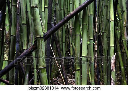 "Bamboo Forest, Pipiwai Trail, Haleakala National Park, Kipahulu section, Maui, Hawaii, USA" View Large Photo Image Picture - "Bamboo Forest, Pipiwai Trail, Haleakala National Park, Kipahulu section, Maui, Hawaii, USA". Fotosearch