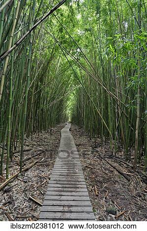 Stock Image - "Bamboo Forest, Pipiwai Trail, Haleakala National Park, Kipahulu section, Maui, Hawaii, USA". Fotosearch