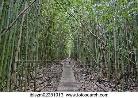 "Bamboo Forest, Pipiwai Trail, Haleakala National Park, Kipahulu section, Maui, Hawaii, USA" View Large Photo Image Stock Image - "Bamboo Forest, Pipiwai Trail, Haleakala National Park, Kipahulu section, Maui, Hawaii, USA". Fotosearch