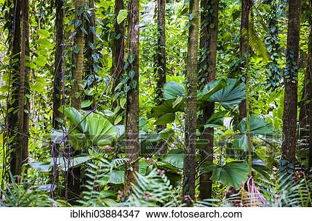 "Bamboo forest, Tropical Botanical Garden, Onomea Bay, Big Island, Hawaii, United States, North America" View Large Photo Image Stock Photo - "Bamboo forest, Tropical Botanical Garden, Onomea Bay, Big Island, Hawaii, United States, North America". Fotosearch