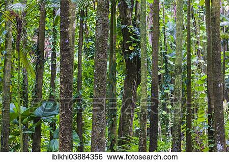 "Bamboo forest, Tropical Botanical Garden, Onomea Bay, Big Island, Hawaii, United States, North America" View Large Photo Image Stock Photograph - "Bamboo forest, Tropical Botanical Garden, Onomea Bay, Big Island, Hawaii, United States, North America". Fotosearch