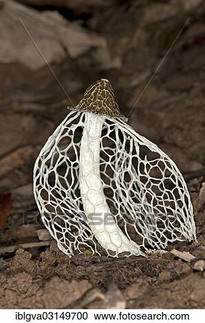"Bamboo fungus, bamboo pith, stinkhorn or veiled lady (Phallus indusiatus), the cap is covered with a foul-smelling slime, the gleba, Tambopata, Tambopata, Peru, South America" View Large Photo Image Stock Image - "Bamboo fungus, bamboo pith, stinkhorn or veiled lady (Phallus indusiatus), the cap is covered with a foul-smelling slime, the gleba, Tambopata, Tambopata, Peru, South America". Fotosearch