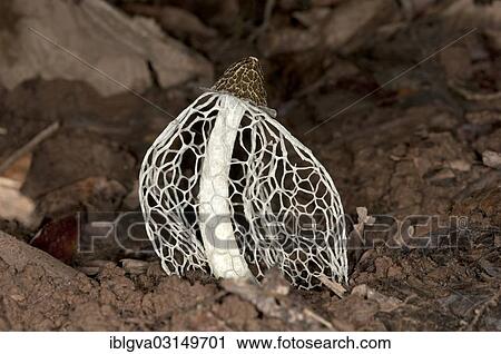 "Bamboo fungus, bamboo pith, stinkhorn or veiled lady (Phallus indusiatus), the cap is covered with a foul-smelling slime, the gleba, Tambopata, Tambopata, Peru, South America" View Large Photo Image Stock Image - "Bamboo fungus, bamboo pith, stinkhorn or veiled lady (Phallus indusiatus), the cap is covered with a foul-smelling slime, the gleba, Tambopata, Tambopata, Peru, South America". Fotosearch