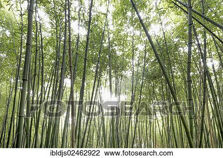 Stock Image - "Bamboo grove, bamboo forest, near Freiburg im Breisgau, Black Forest, Baden-Wuerttemberg, Germany, Europe". Fotosearch
