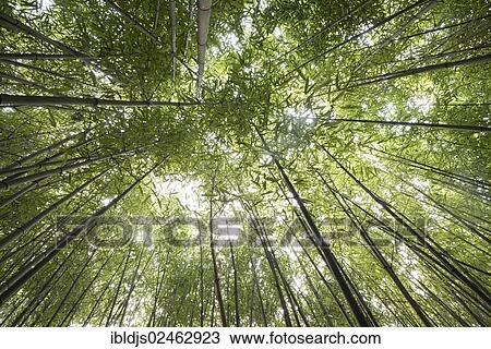 Stock Image - "Bamboo grove, perspective from below, bamboo forest, near Freiburg im Breisgau, Black Forest, Baden-Wurttemberg, Germany, Europe". Fotosearch