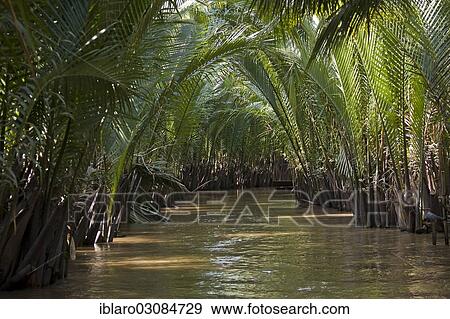 "Bamboo growing on the Mekong River, Mekong, My Tho, Sudostasien, Vietnam, Asia" View Large Photo Image Stock Photo - "Bamboo growing on the Mekong River, Mekong, My Tho, Sudostasien, Vietnam, Asia". Fotosearch