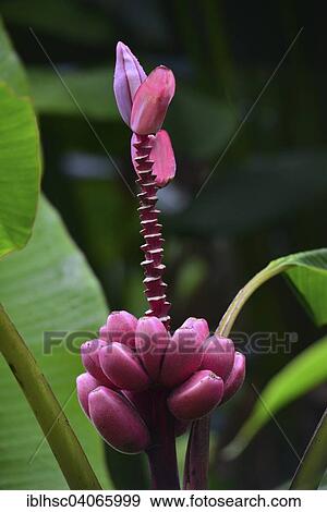 "Banana flower (Musa paradisiaca) with infructescence, Reunion, Africa" View Large Photo Image Stock Photo - "Banana flower (Musa paradisiaca) with infructescence, Reunion, Africa". Fotosearch